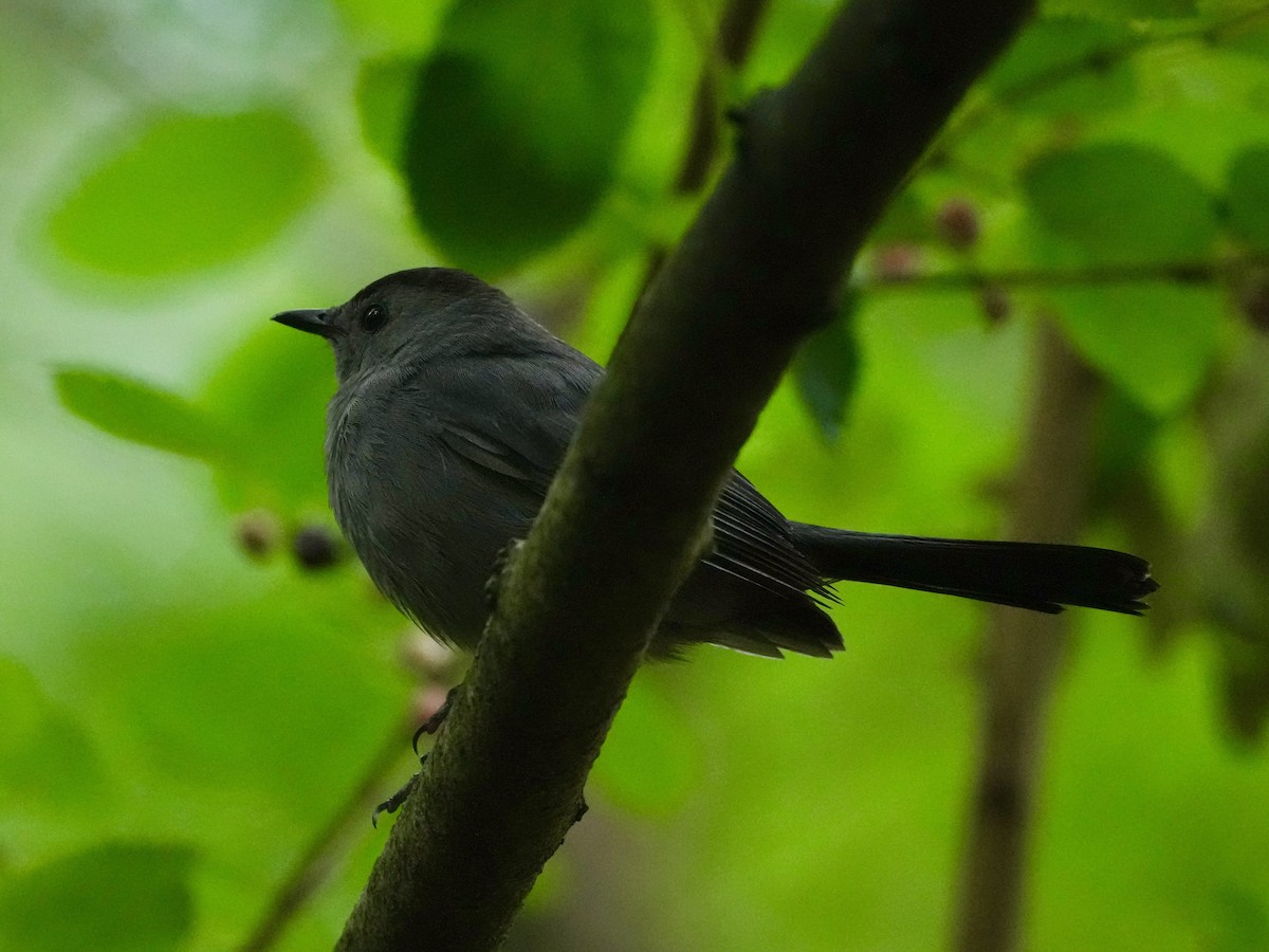 Gray Catbird - ML636308336