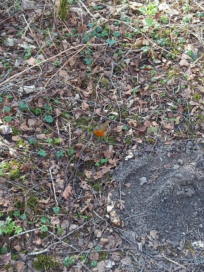 European Robin - ML636308384