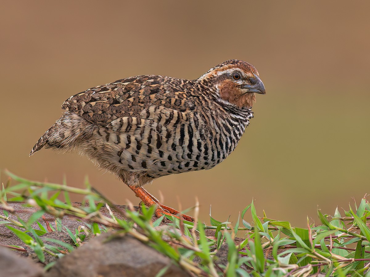 Brazil bird ブラジル　バード　アキツユコ Rock Bush-Quail - Perdicula argoondah - Birds of the World