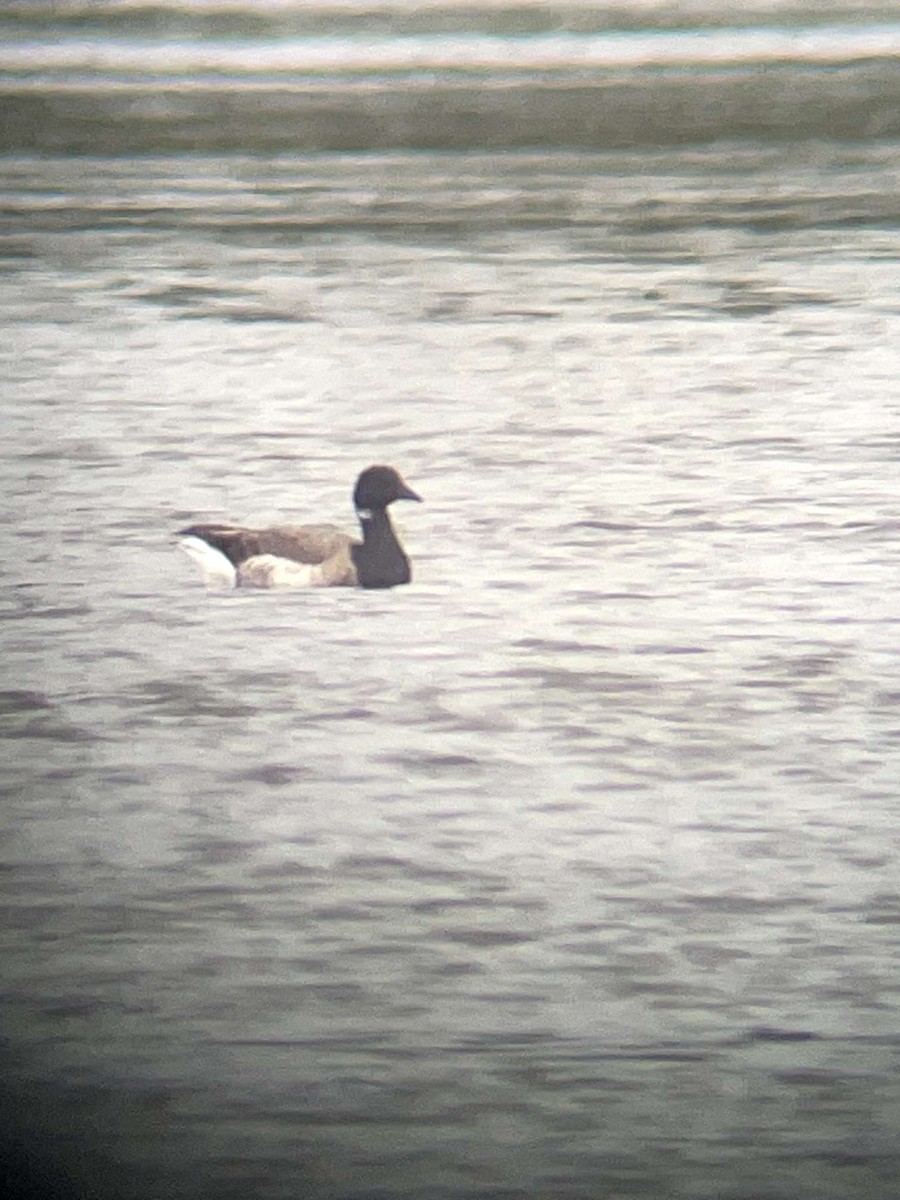 Brant - ML636308549
