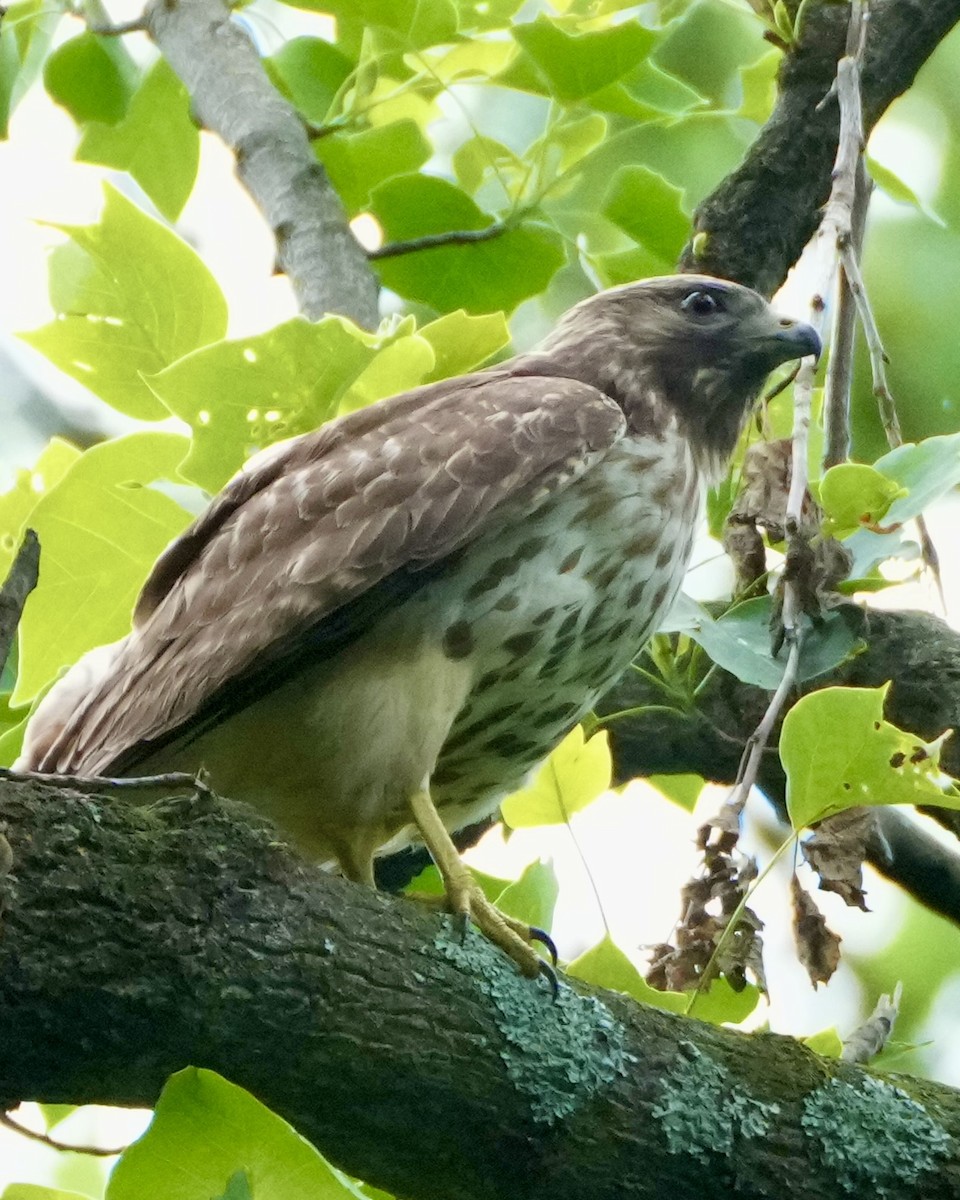 Red-shouldered Hawk - ML636308591