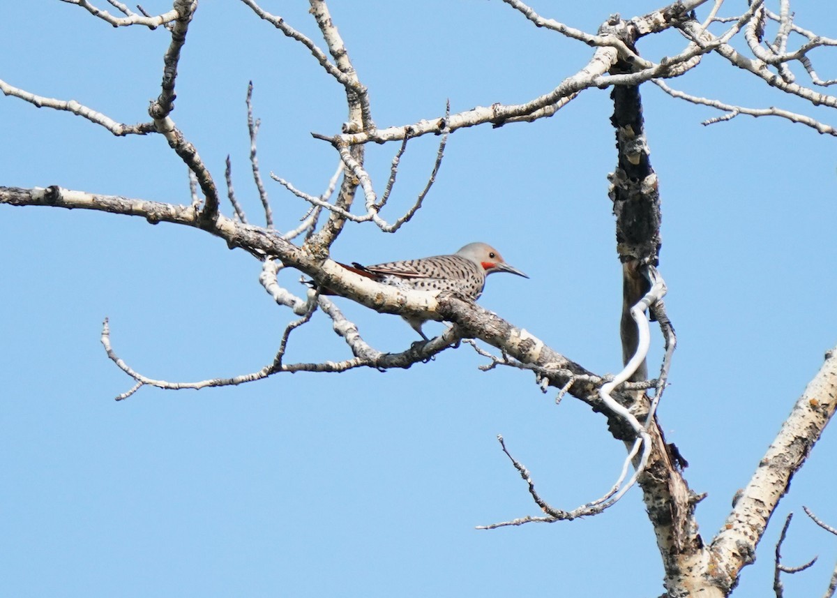 Carpintero Escapulario - ML636308598