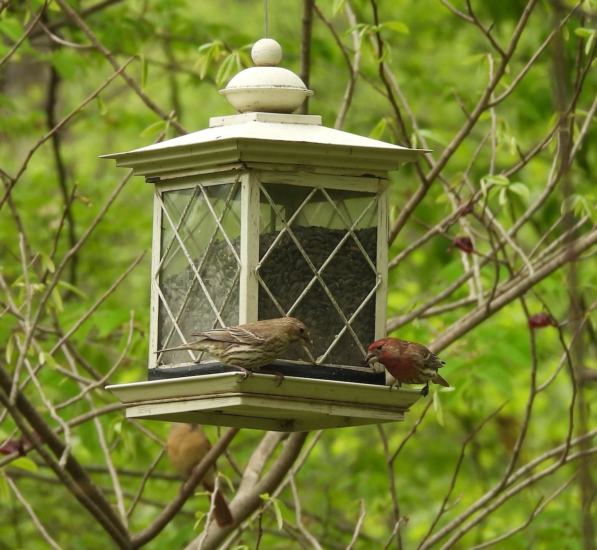 House Finch - ML636308608