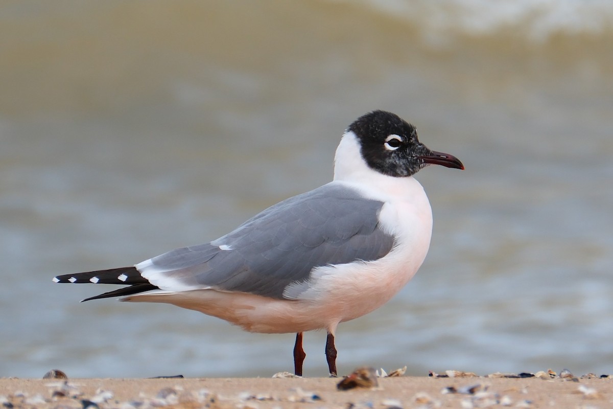 Franklin's Gull - ML636308617