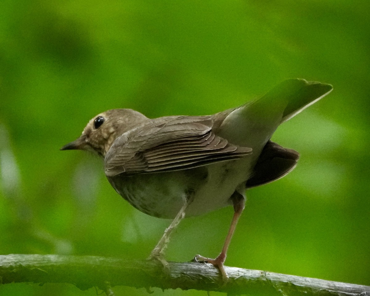 Swainson's Thrush - ML636308639