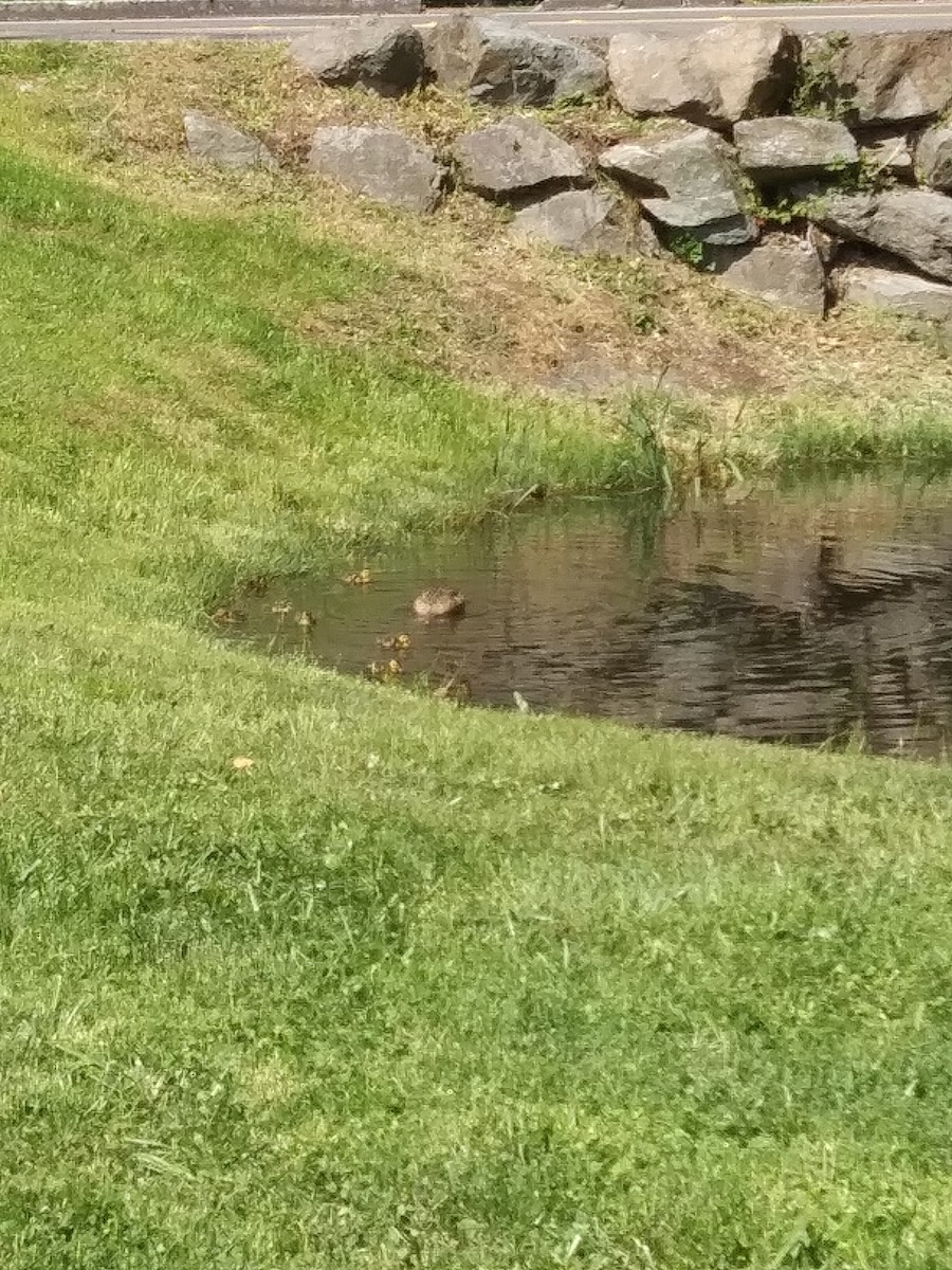 Mallard - ML636308722