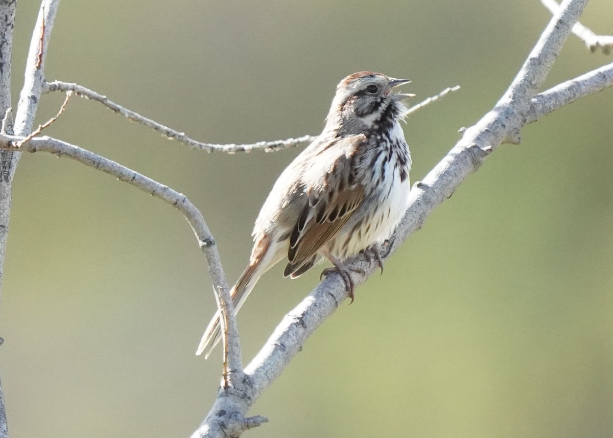 Song Sparrow - ML636308777