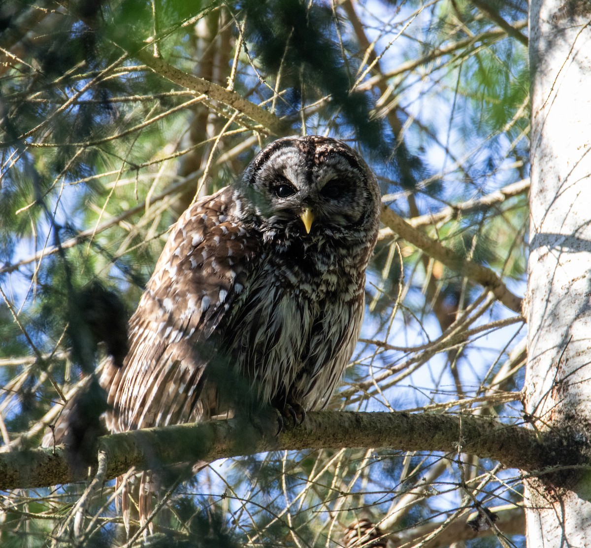 Barred Owl - ML636308828