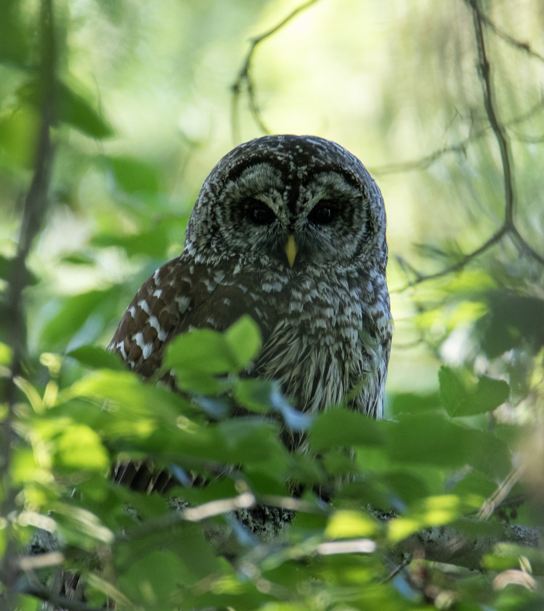 Barred Owl - ML636308837