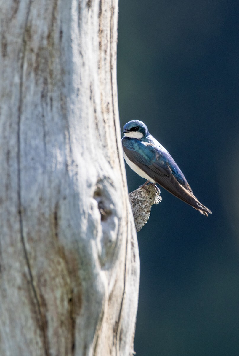Tree Swallow - ML636308851