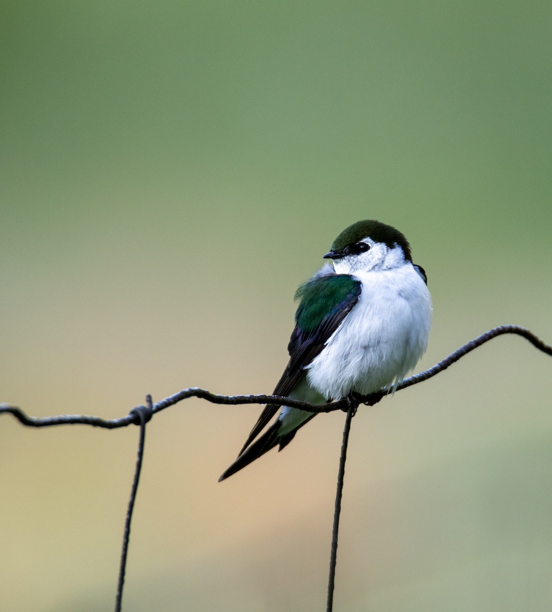 Violet-green Swallow - ML636308864