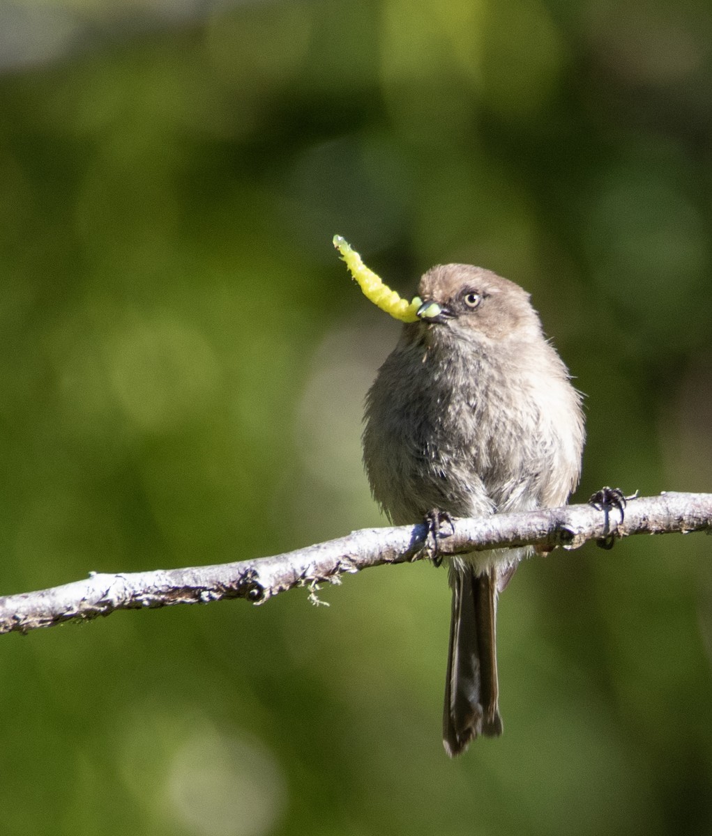 Bushtit - ML636308870