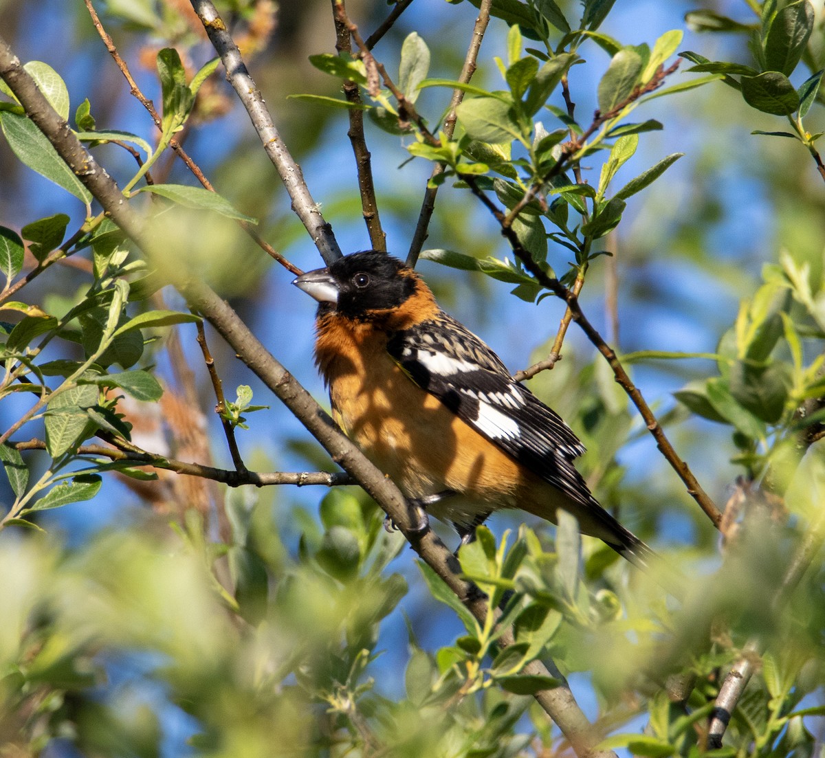 Black-headed Grosbeak - ML636308879