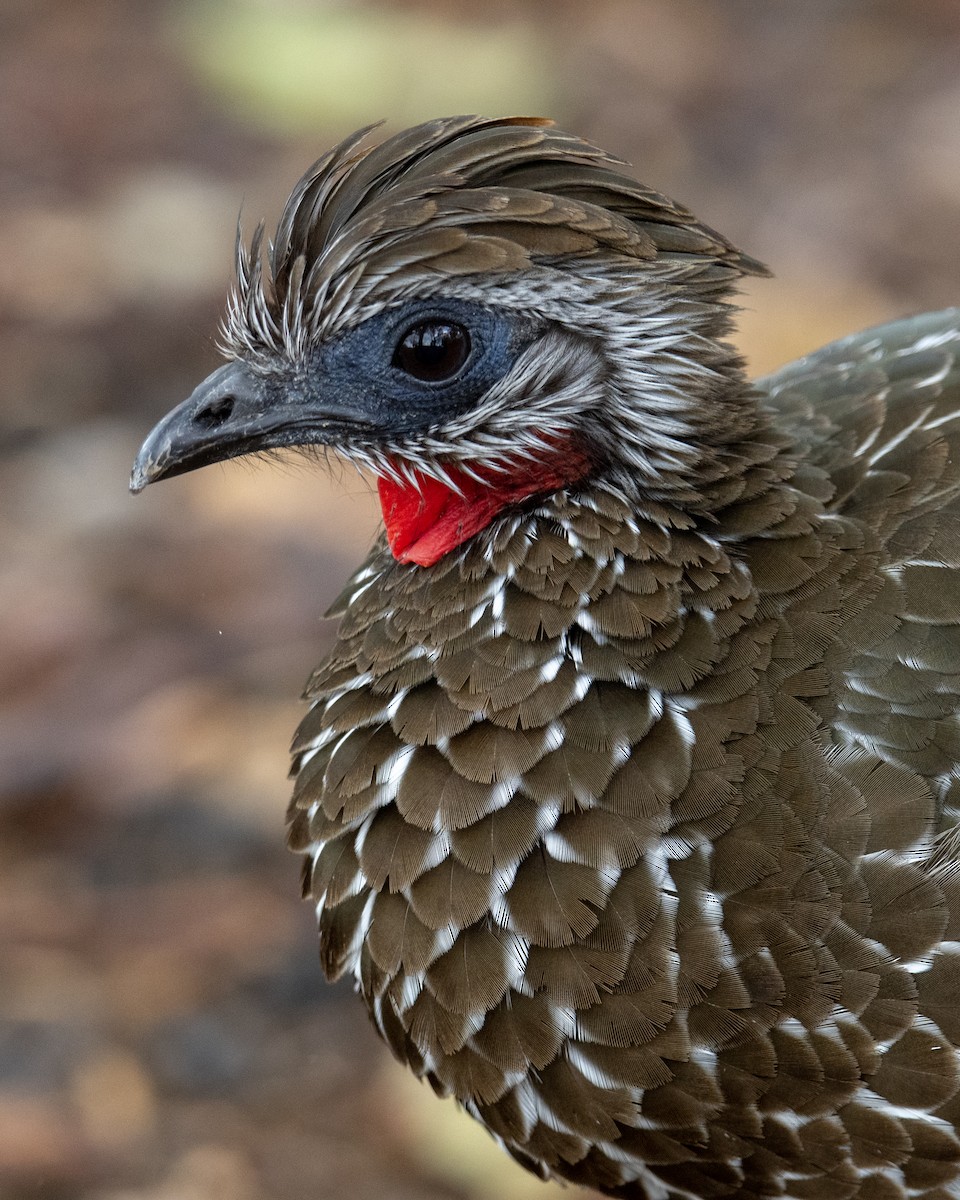 Band-tailed Guan - ML636308882