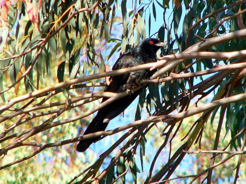 Pacific Koel (Australian) - ML63630891