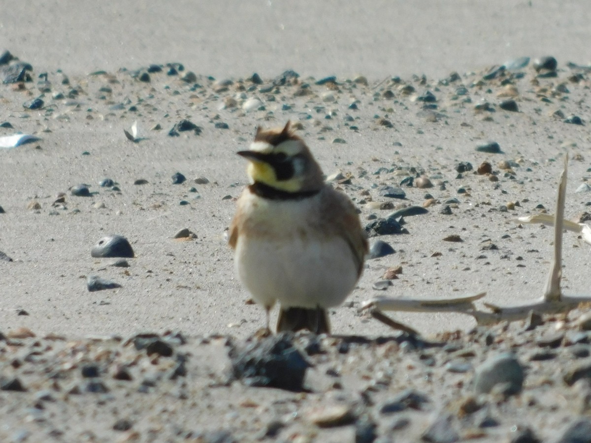 Horned Lark - ML636308919