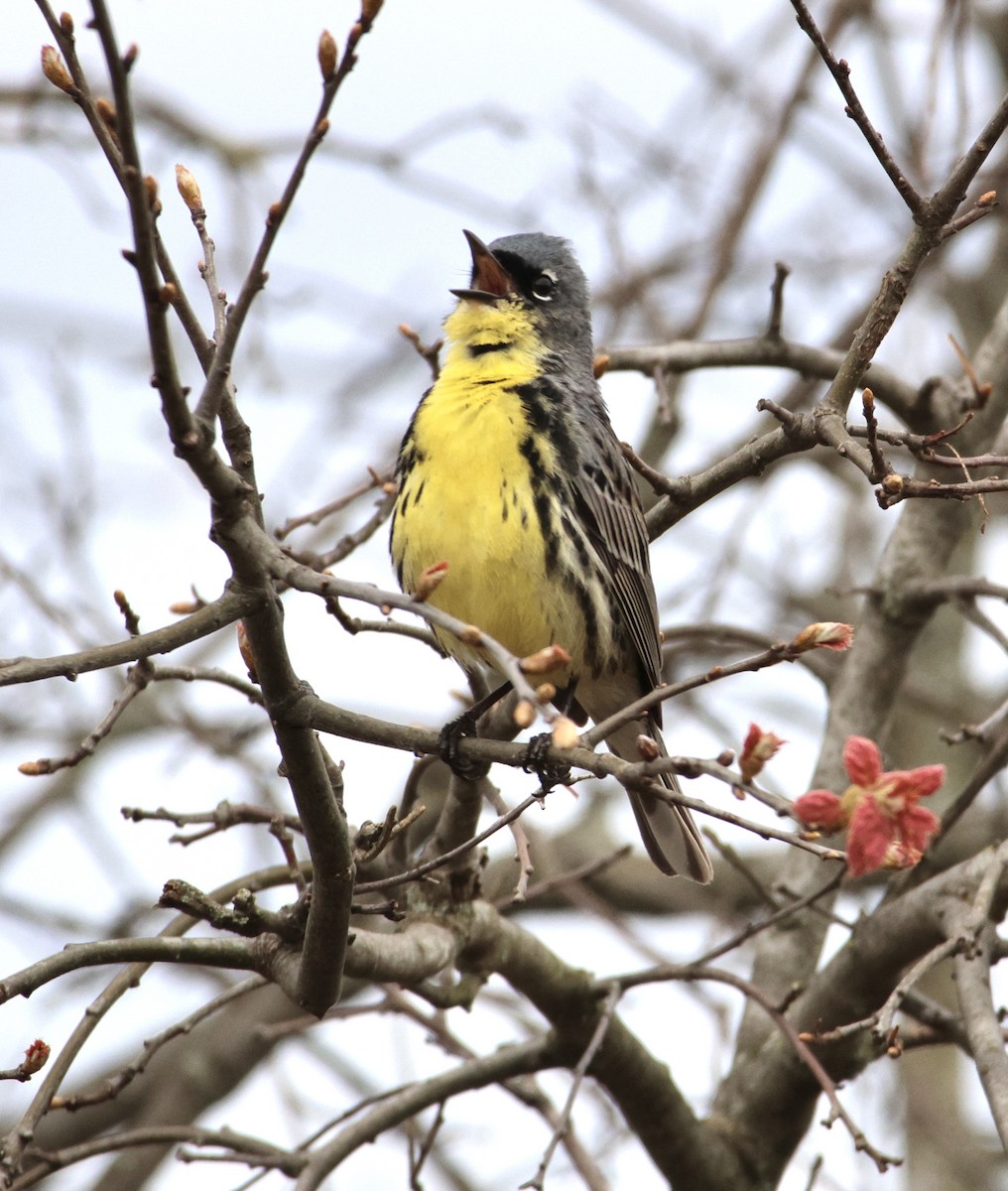 Kirtland's Warbler - ML636308931