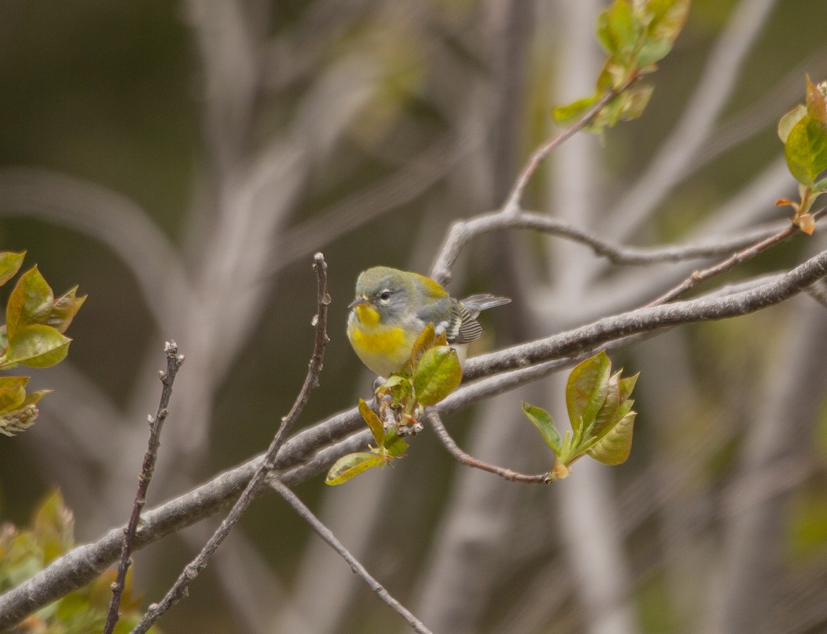 Kuzeyli Parula - ML636308958
