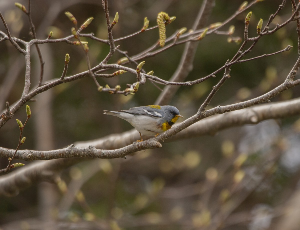 Kuzeyli Parula - ML636308959
