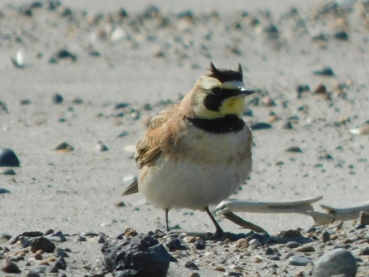 Horned Lark - ML636308963