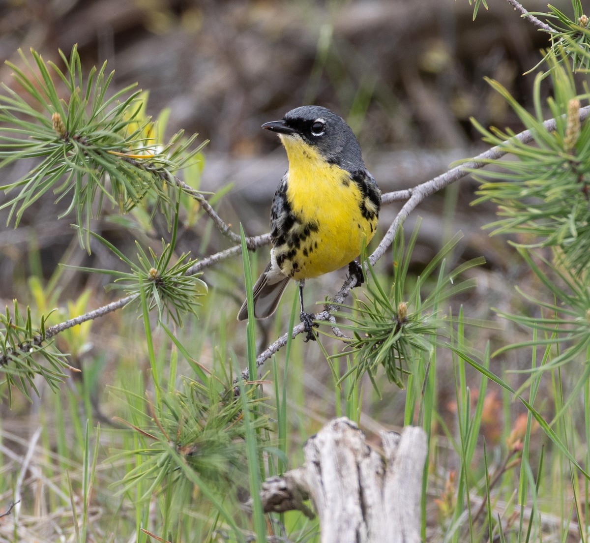 Kirtland's Warbler - ML636308966
