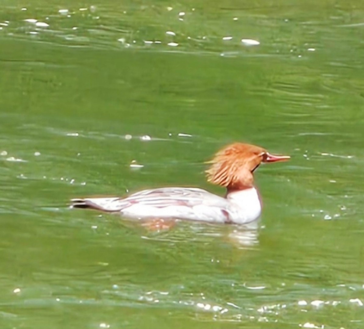 Common Merganser - ML636309041