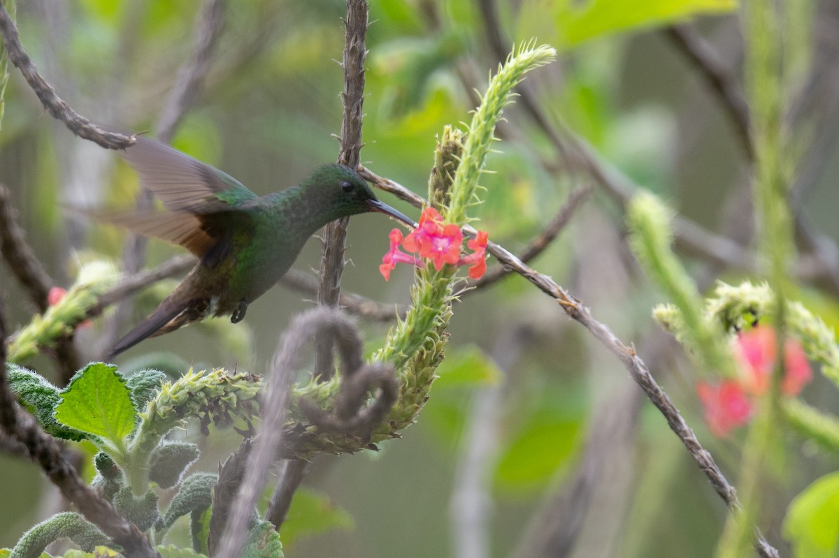 Green-bellied Hummingbird - ML636309091