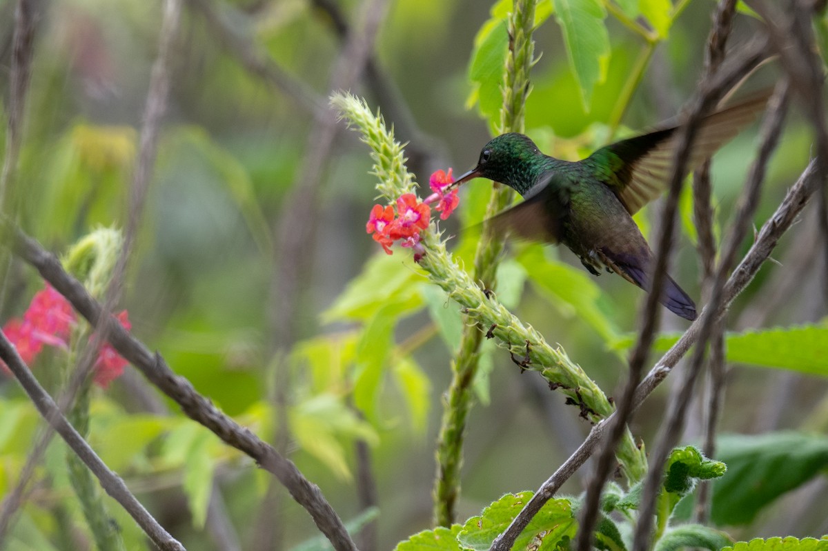 Green-bellied Hummingbird - ML636309098