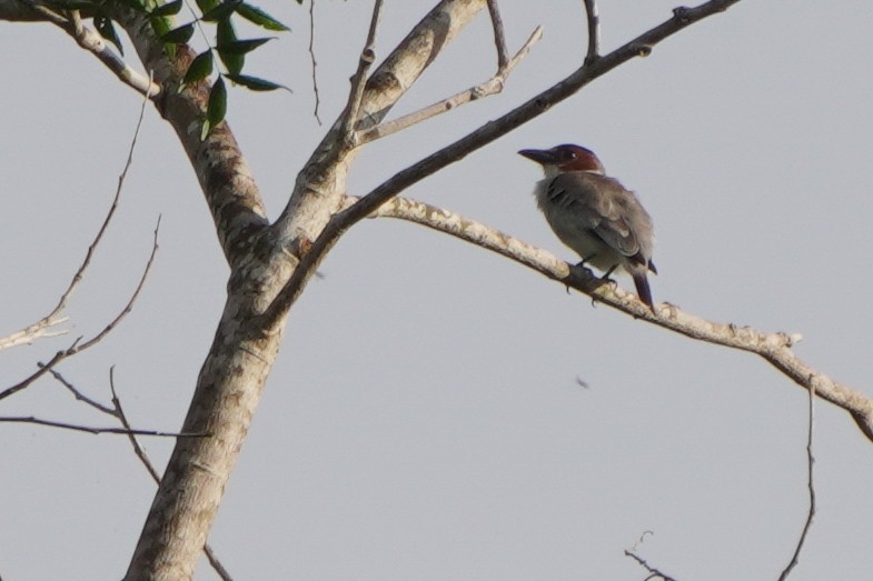 svartkronetityra - ML636309322