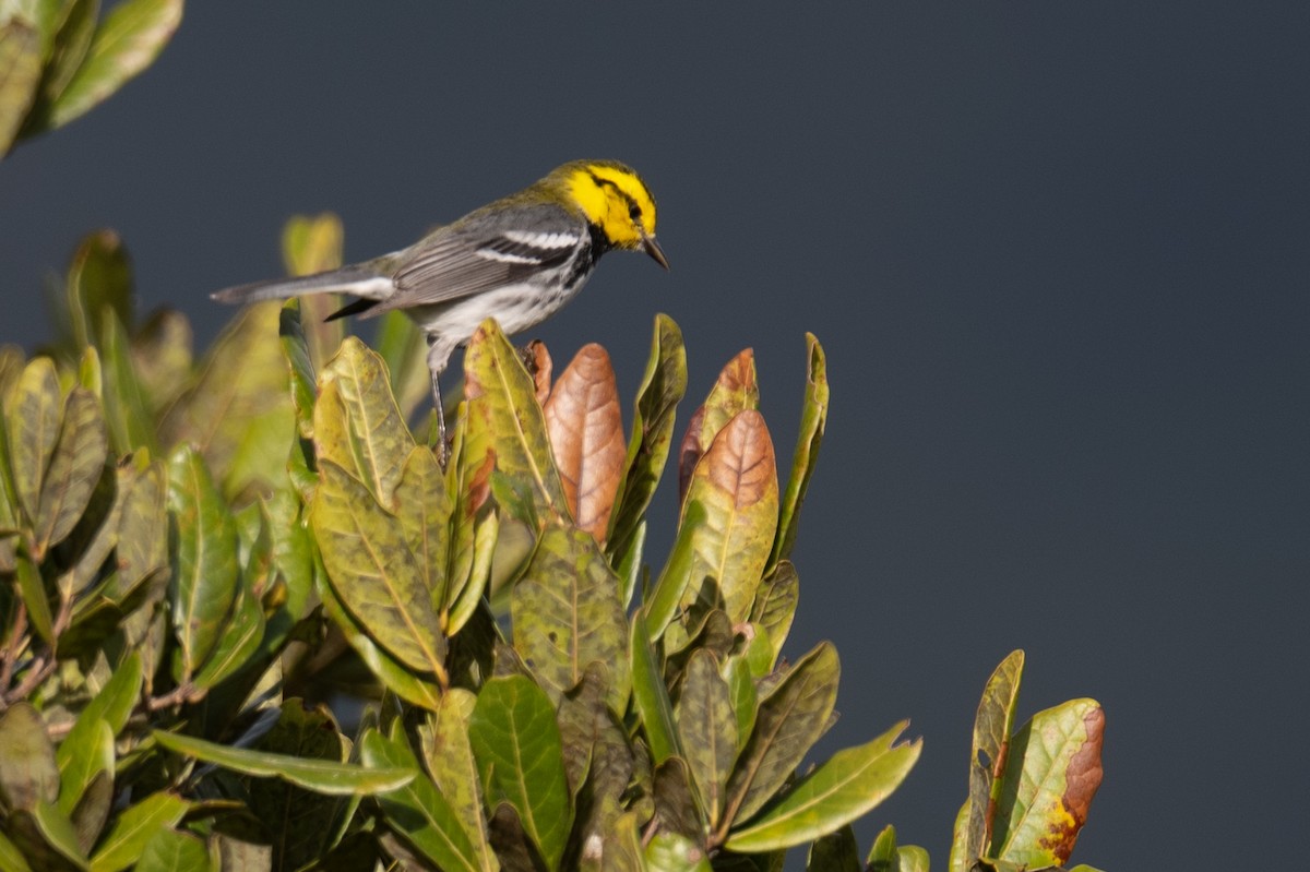 Golden-cheeked Warbler - ML636309329