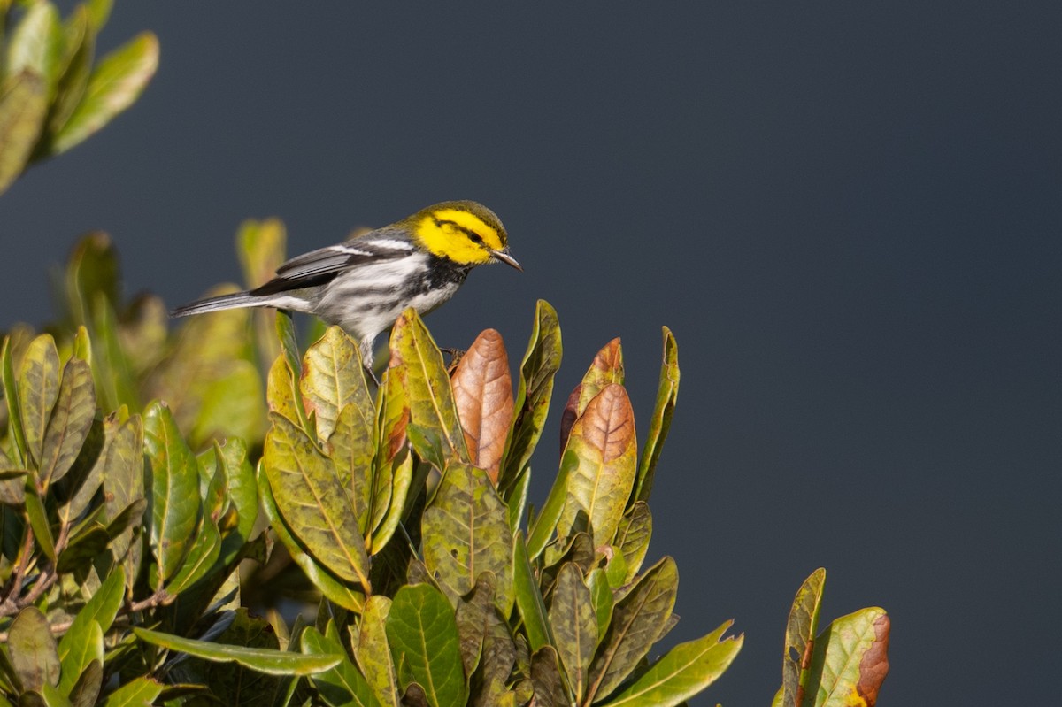 Golden-cheeked Warbler - ML636309338