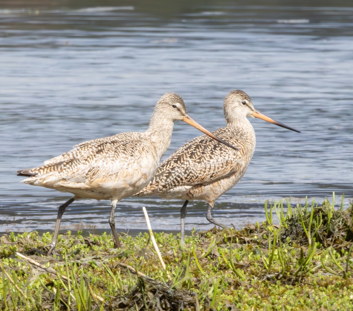 Marbled Godwit - ML636309426