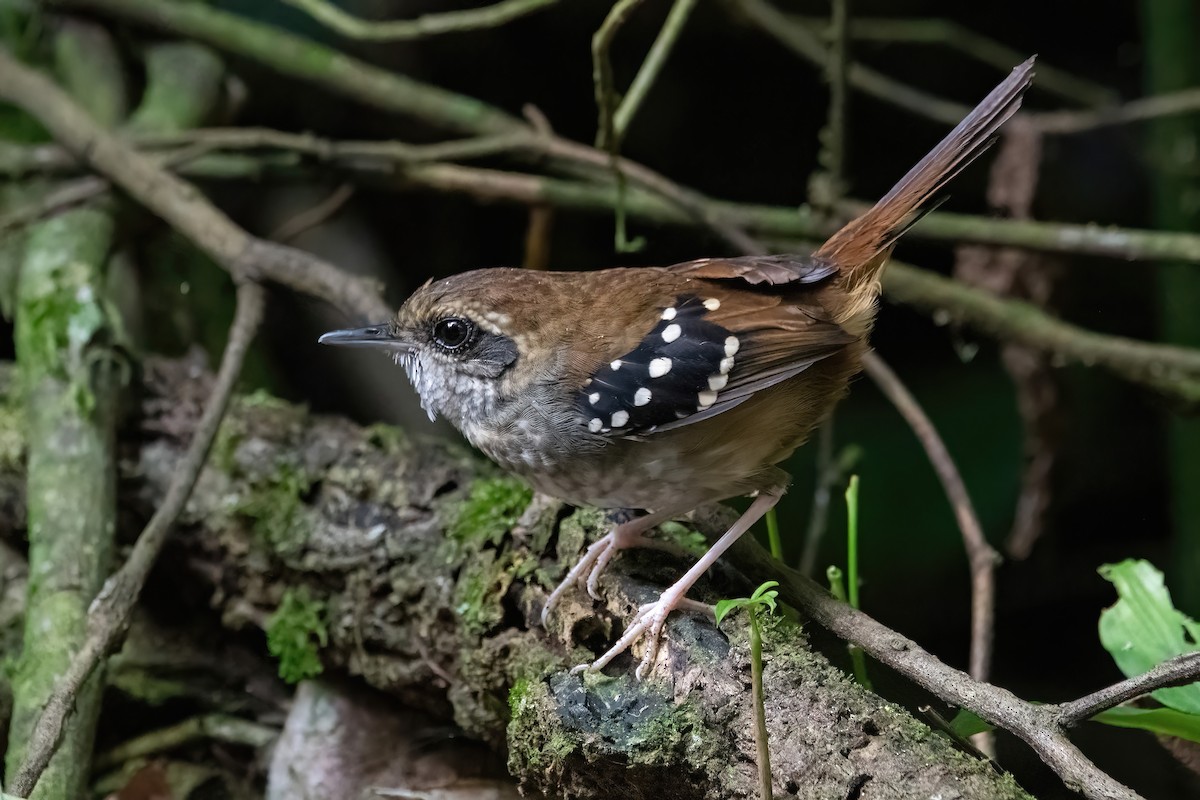 Squamate Antbird - ML636309451