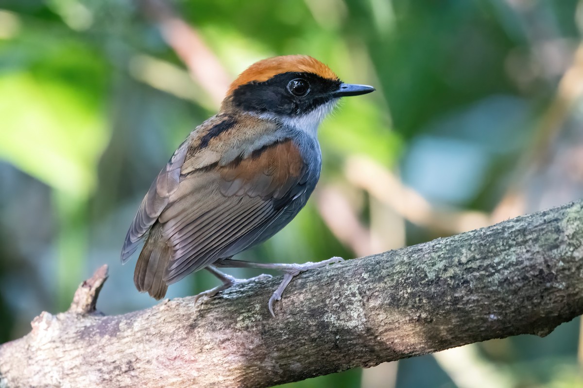Black-cheeked Gnateater - ML636309486