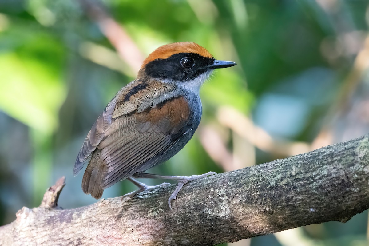 Black-cheeked Gnateater - ML636309487