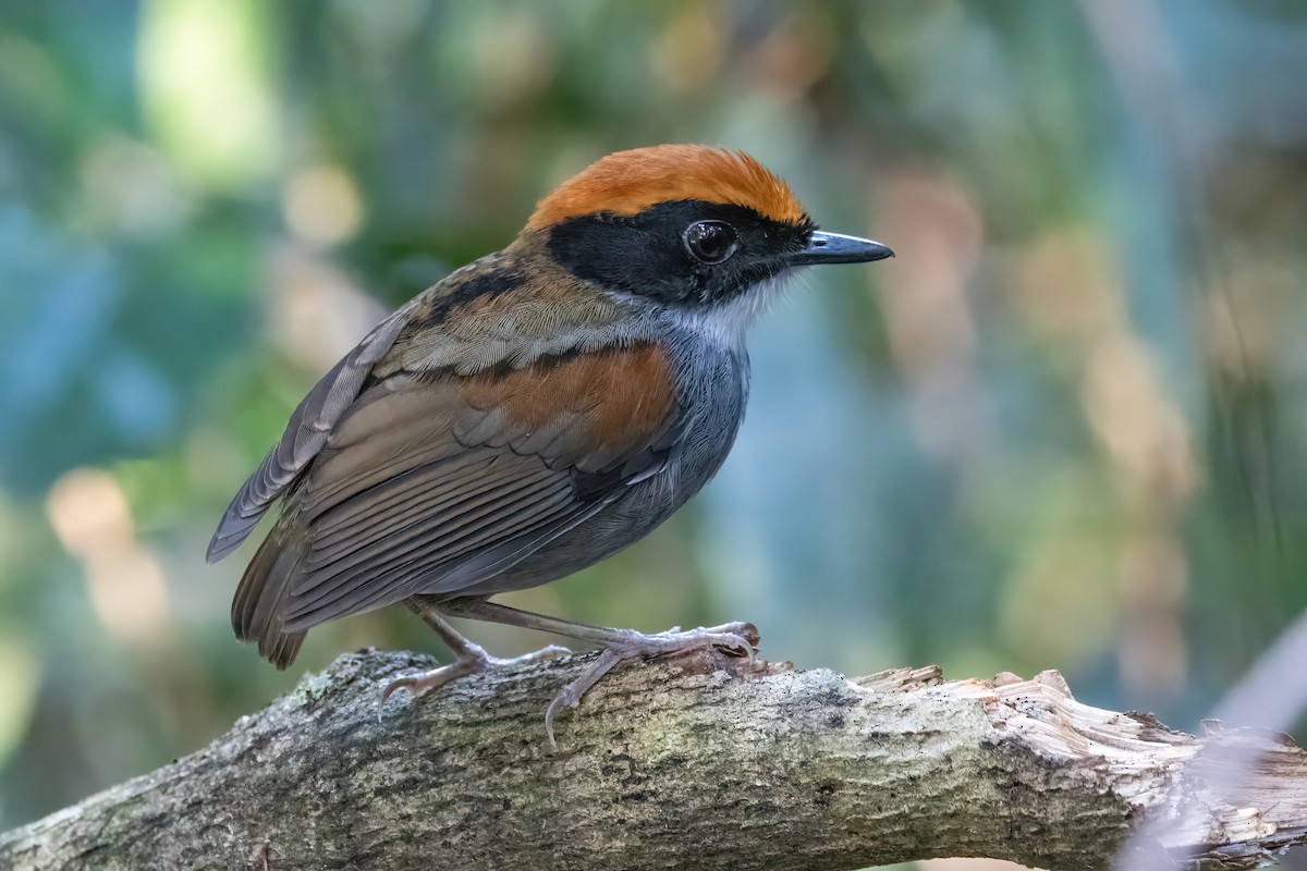 Black-cheeked Gnateater - ML636309488