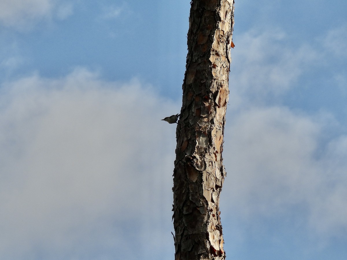 Brown-headed Nuthatch - ML636309553