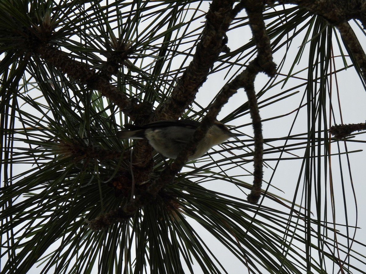 Brown-headed Nuthatch - ML636309554