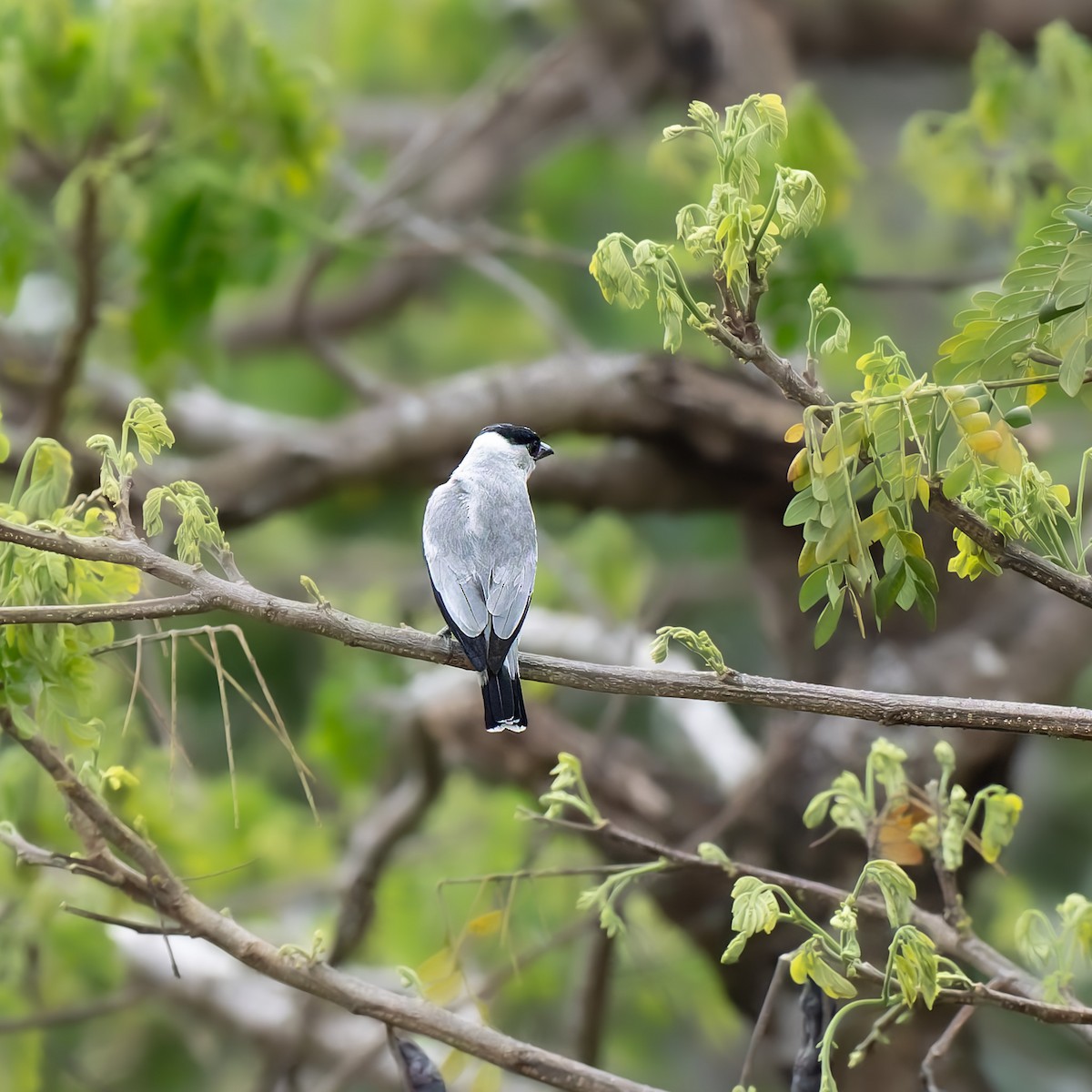 svartkronetityra - ML636309556