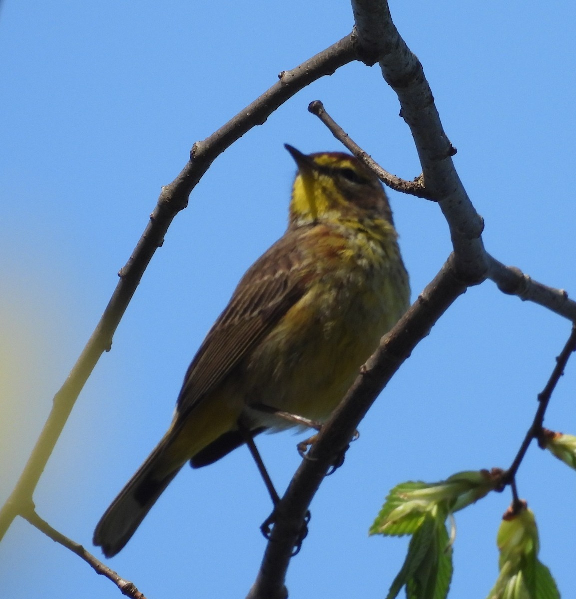 Paruline à couronne rousse - ML636309883