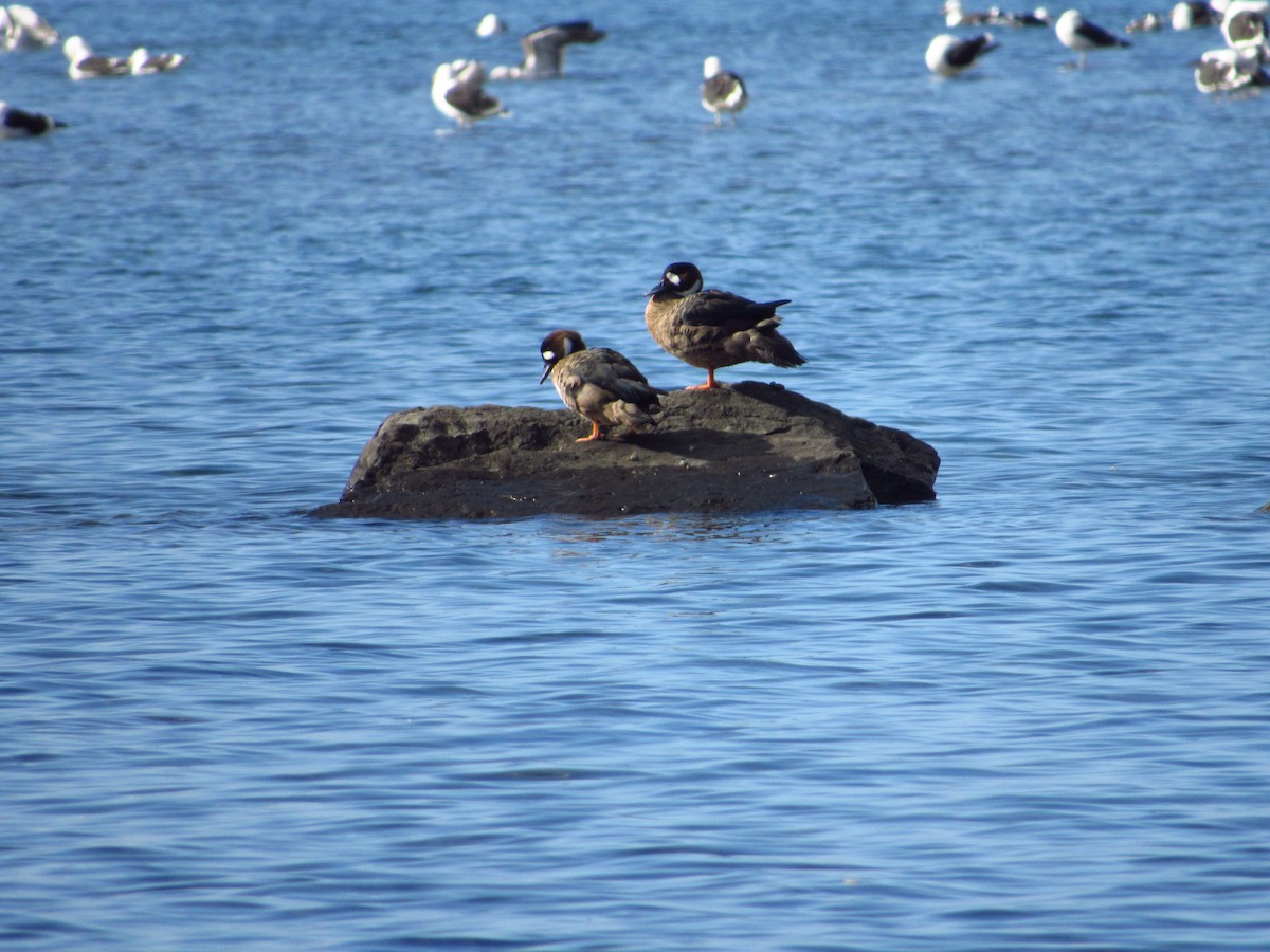 Spectacled Duck - ML636309905