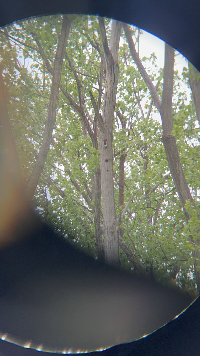 Red-headed Woodpecker - ML636309943