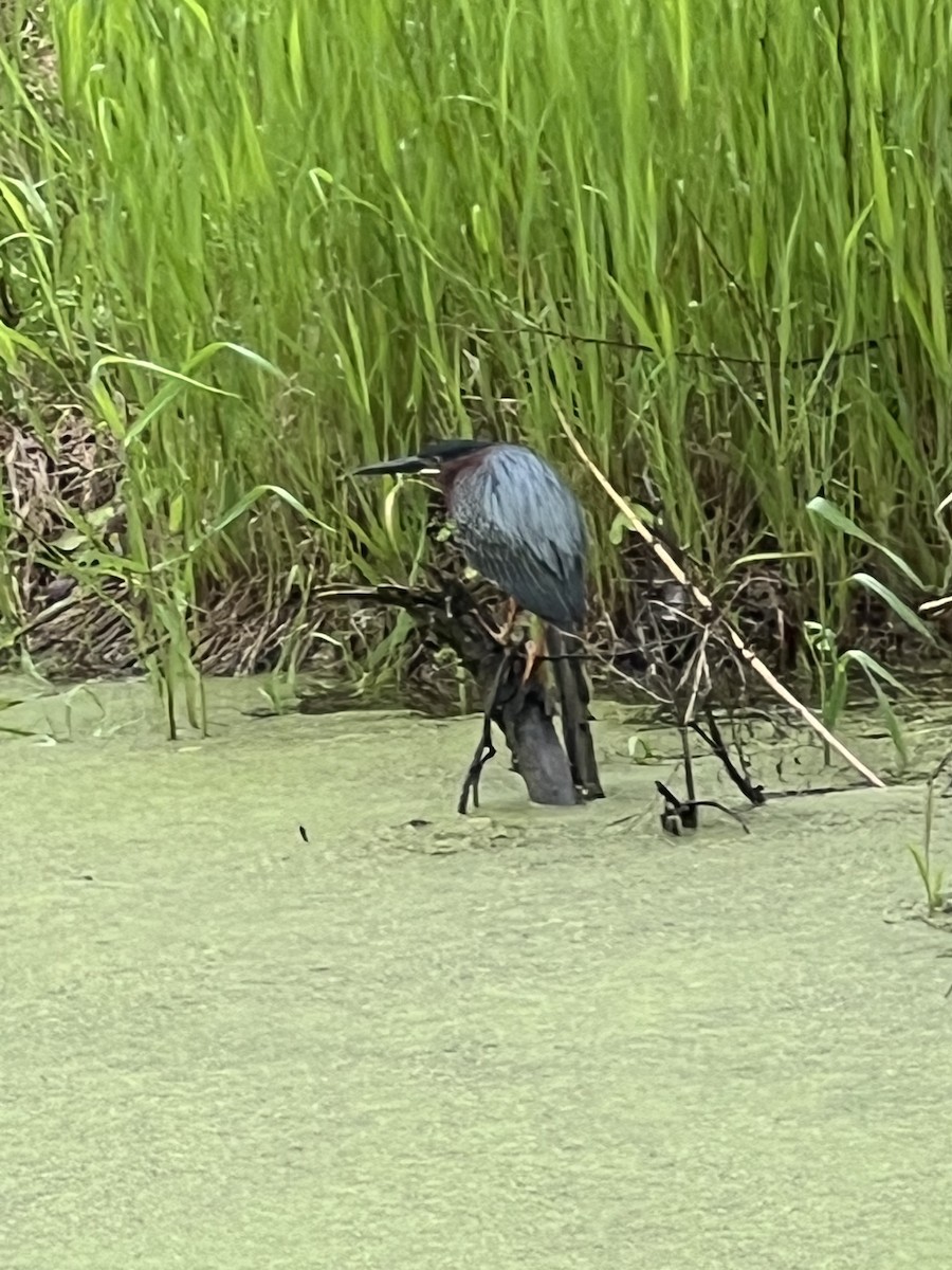 Green Heron - ML636310003