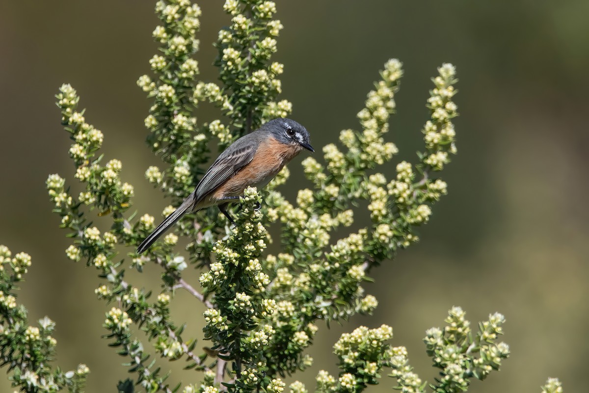 Gray-backed Tachuri - ML636310053