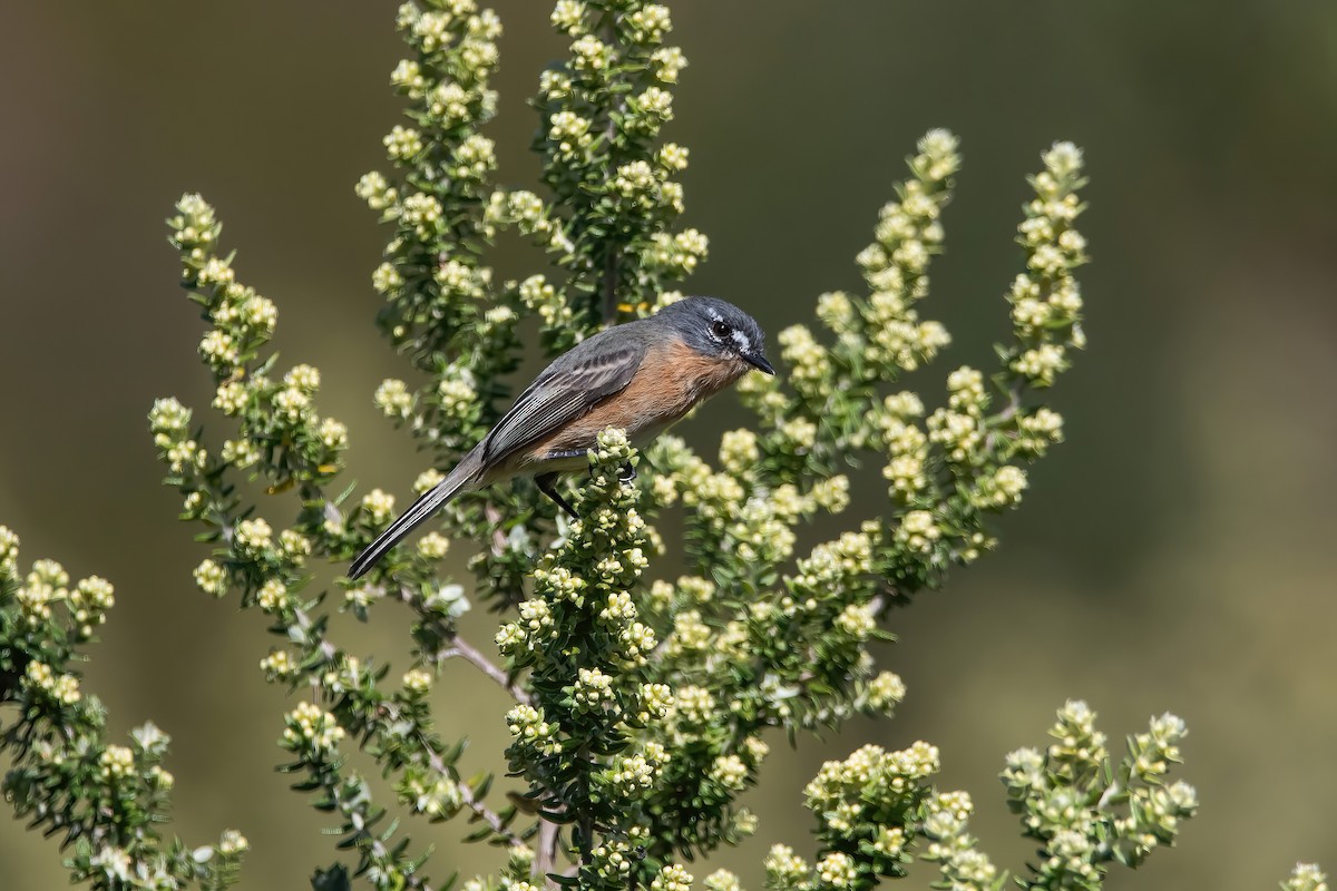 Gray-backed Tachuri - ML636310054