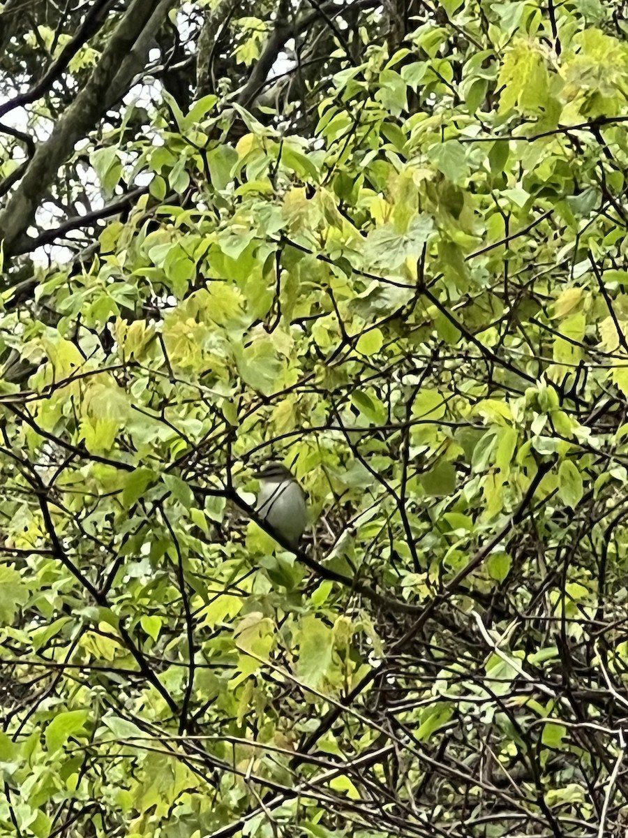 Red-eyed Vireo - ML636310068