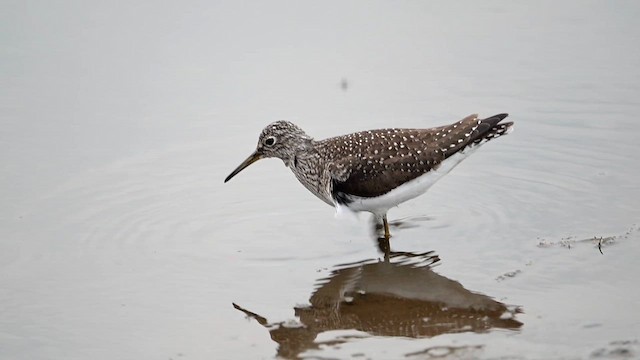 Solitary Sandpiper - ML636310117