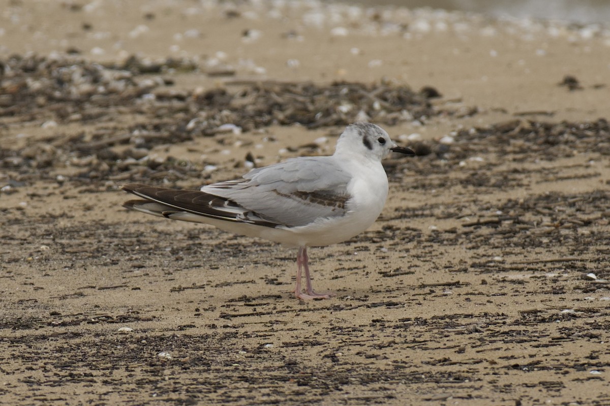 Bonaparte's Gull - ML636310152
