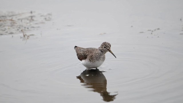Solitary Sandpiper - ML636310220