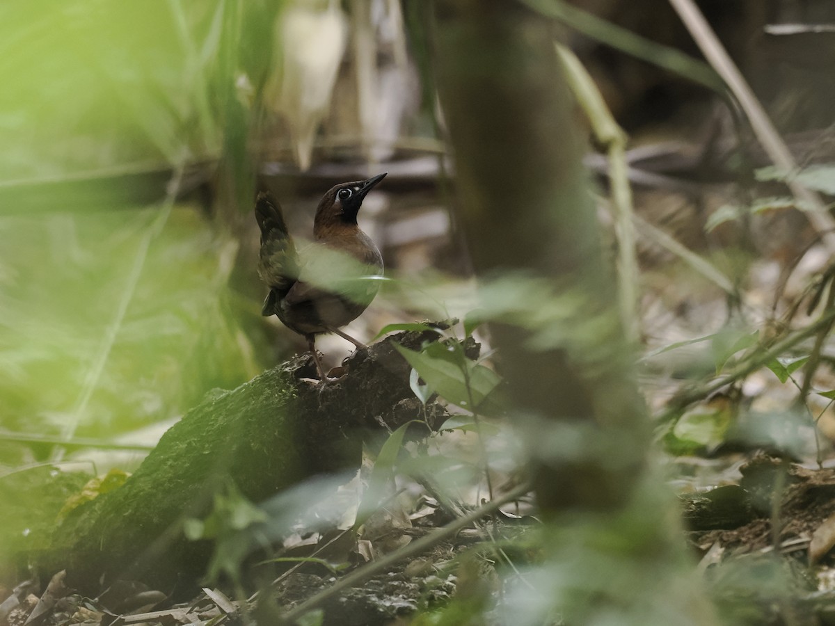 Mayan Antthrush - ML636310247